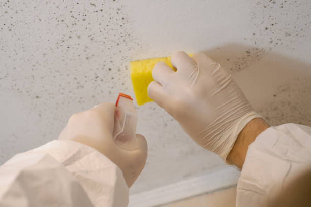 Best Real Estate Mold Inspection  in West Carthage, NY