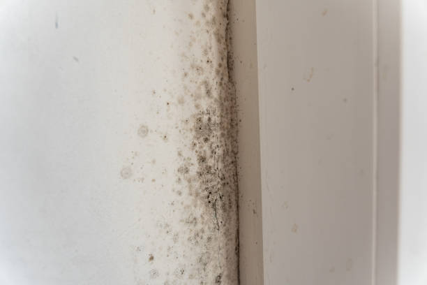 Best Dehumidification Services  in West Carthage, NY