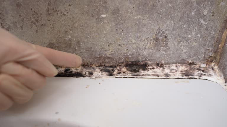 Best Residential Mold Inspection & Testing  in West Carthage, NY