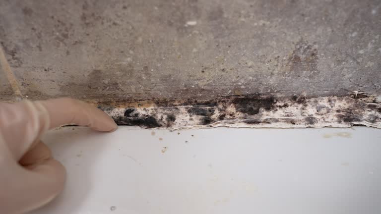 Best Industrial Mold Remediation  in West Carthage, NY
