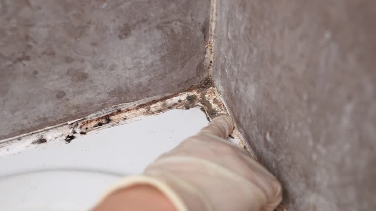 Best Real Estate Mold Inspection  in West Carthage, NY