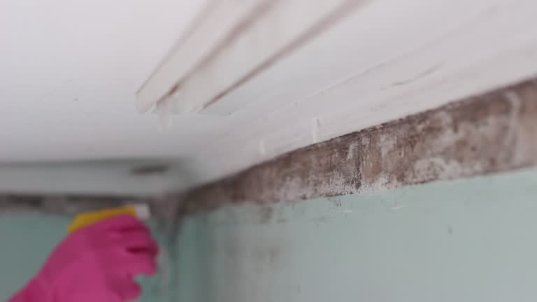 Best Mold-Related Health Consultation  in West Carthage, NY